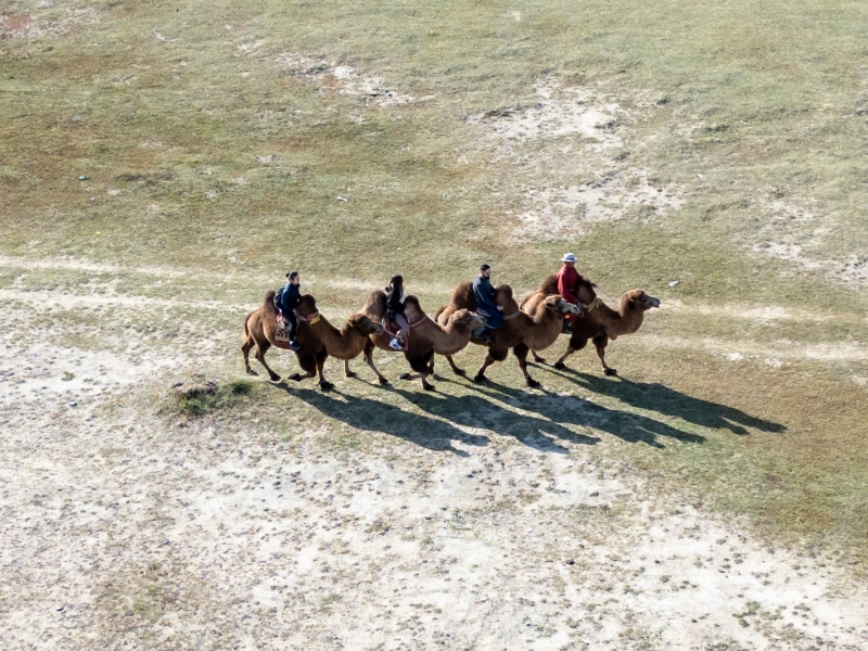 Camel Ride