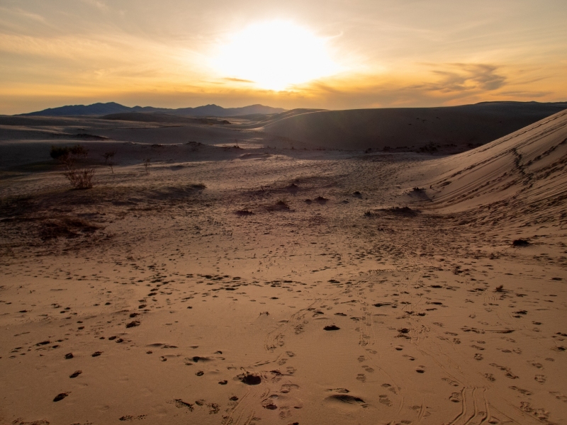 Dune Sunset